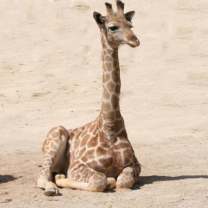 Prendre de la hauteur (girafe assiste, cou étiré)